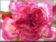 white light pink carnation flower picture