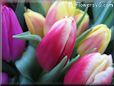tulip flower picture