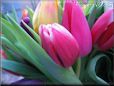 tulip flower picture