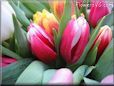 tulip flower picture