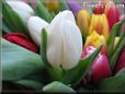 tulip flower picture