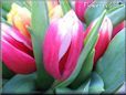 tulip flower picture