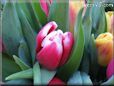tulip flower picture