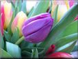 tulip flower picture