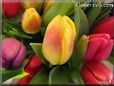 tulip flower picture