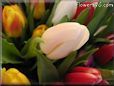 tulip flower picture