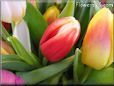 tulip flower picture