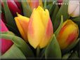 tulip flower picture