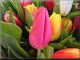 tulip flower picture