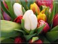 tulip flower picture