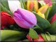 tulip flower picture