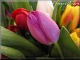 tulip flower picture