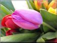 tulip flower picture