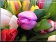 tulip flower picture