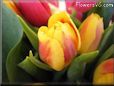 tulip flower picture