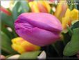 tulip flower picture