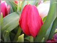 tulip flower picture