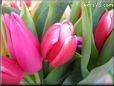 tulip flower picture