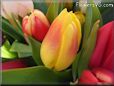 tulip flower picture