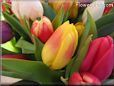 tulip flower picture