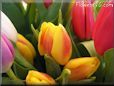 tulip flower picture