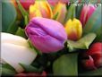 tulip flower picture