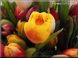 tulip flower picture