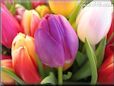 tulip flower picture