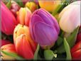 tulip flower picture