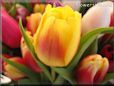 tulip flower picture