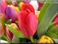 tulip flower picture