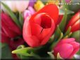 tulip flower picture