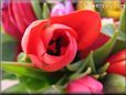 tulip flower picture