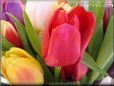 tulip flower picture