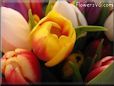 tulip flower picture