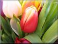 tulip flower picture