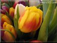 tulip flower picture