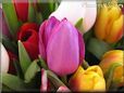 tulip flower picture