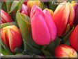 tulip flower picture