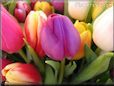 tulip flower picture