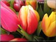 tulip flower picture