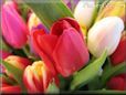 tulip flower picture