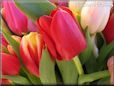 tulip flower picture