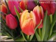 tulip flower picture
