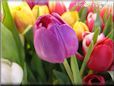 tulip flower picture