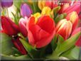 tulip flower picture