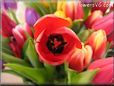 tulip flower picture