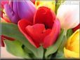 tulip flower picture