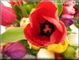 tulip flower picture