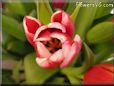 tulip flower picture
